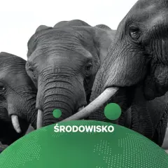 Trzy słonie w zbliżeniu. Zastanawiasz się, ile jest słoni na świecie? Dbajmy o ich środowisko.