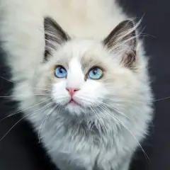 Uroczy kot rasy Ragdoll z niebieskimi oczami, idealny do poradnika "jak wychować kota".
