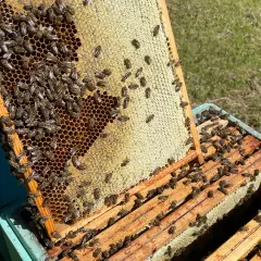 Pszczoły pracują nad plastrem, pokazując, jak powstaje miód. Widać wiele pszczół na ramce z miodem i w ulu.