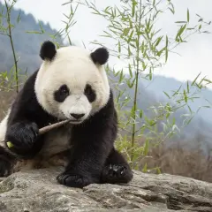 Siedząca panda gryzie gałązkę. Czy panda to niedźwiedź? To pytanie nurtuje wielu, ale ta urocza panda z pewnością wygląda jak mały, futrzasty niedźwiadek.