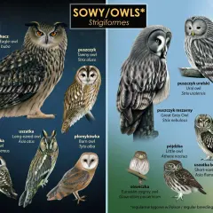 Ilustracja przedstawia różne gatunki sowy w Polsce: puchacza, uszatkę, płomykówkę, sóweczkę i inne.