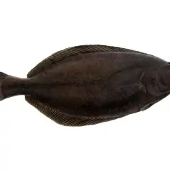 Halibut, ryba płaska, gdzie występuje? Najczęściej w zimnych wodach północnego Atlantyku i Pacyfiku.