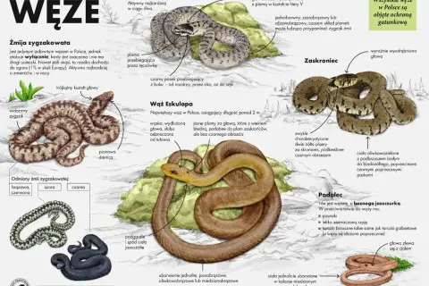 Ilustracje węży: zaskroniec, żmija zygzakowata, wąż Eskulapa i padalec.