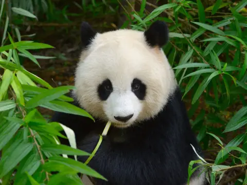 Panda Wielka - Więcej Niż Pluszak! Fakty i Ochrona