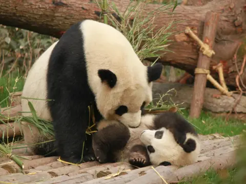 Panda - Co to jest? Wielka czy mała? Odkryj prawdę!