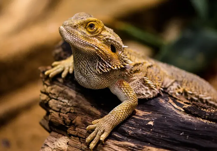 Agama brodata na pniu, ciekawa, ile żyją agamy brodate, bo ten osobnik wygląda na długowiecznego.