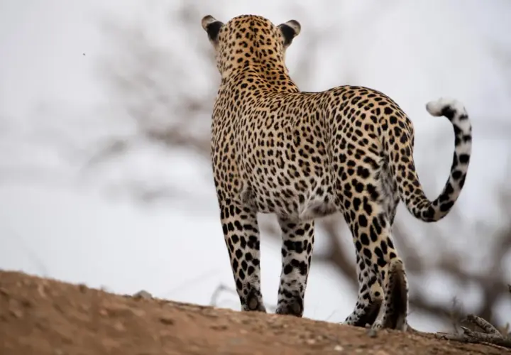 Piękny leopard zwierzę stoi na wzgórzu, obserwując otoczenie. Jego cętkowane futro doskonale wtapia się w krajobraz.