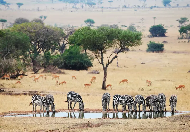 Stado zebr pije wodę na tle sawanny podczas tanzania safari. W oddali widać antylopy.