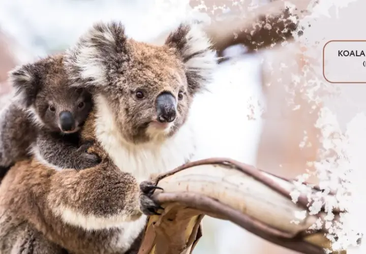 Koala australijski z dzieckiem na plecach, przytuleni do drzewa.