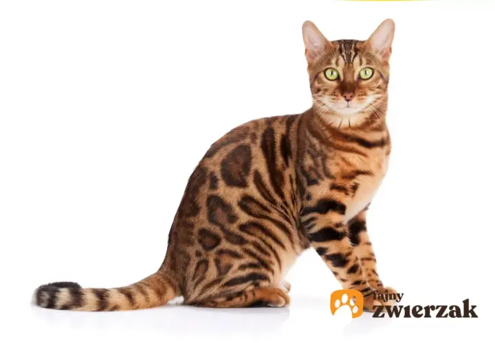 Elegancki bengal kot o zielonych oczach i cętkowanym futrze siedzi na białym tle.