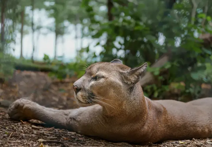 Puma leżąca na ziemi w lesie, z widokiem na profil.