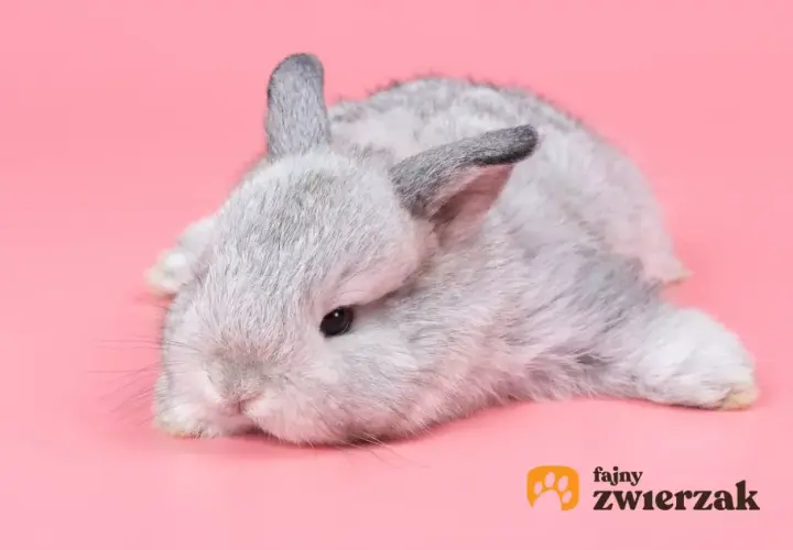 Uroczy, szary króliczek leży na różowym tle. Dowiedz się, jak oswoić królika, by stał się Twoim przyjacielem.
