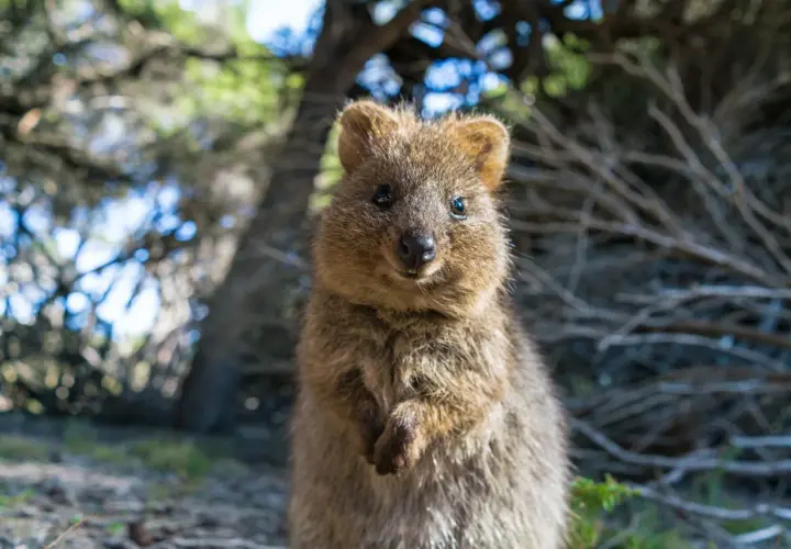 Uśmiechnięty quokka, znany jako najsłodsze zwierzę na świecie, siedzi w lesie, patrząc prosto w obiektyw.