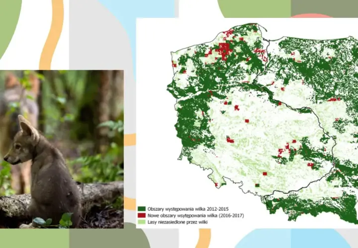 Młody wilk w lesie, obok mapa pokazująca, gdzie mieszkają wilki w Polsce i gdzie ich populacja się rozszerza.