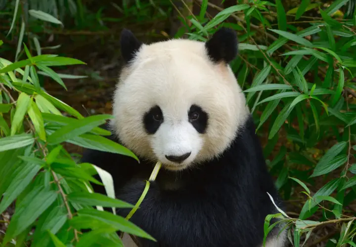 Panda jedząca bambus. Czy wiesz, że pandy spędzają 10-16 godzin dziennie na jedzeniu? To jedne z wielu ciekawostek o pandach.