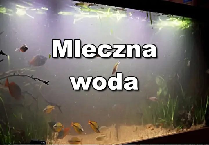 Mleczna woda w akwarium po 1 dniu. Rybki pływają w zamglonym otoczeniu, rośliny ledwo widoczne.