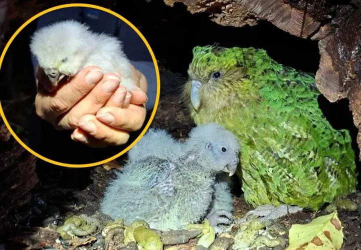 Mały, puchaty pisklak papugi kakapo w dłoniach, obok dorosłego osobnika i drugiego pisklaka w gnieździe.