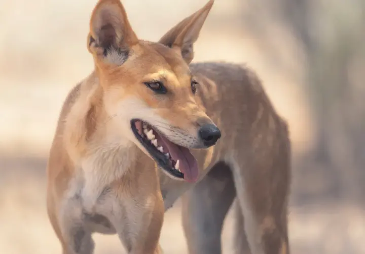 Pies dingo, znany jako jedno z najbardziej opiekuńczych zwierząt, z otwartym pyskiem i wystawionym językiem.