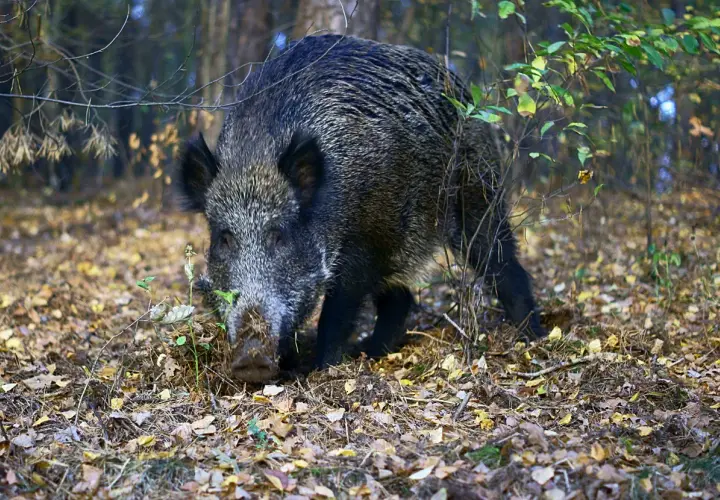 Dziki, które szukają pożywienia w jesiennym lesie, budzą pytanie: czy dziki są pod ochroną? Ich obecność świadczy o bogactwie natury.