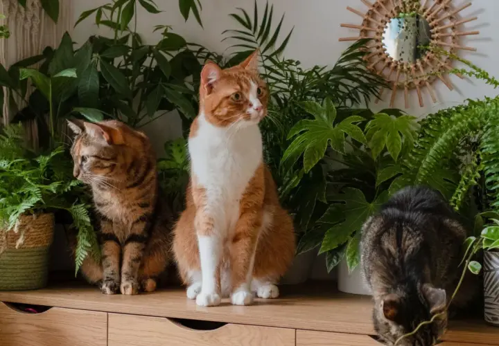 Trzy koty wśród bujnej zieleni. Duże rośliny bezpieczne dla kota tworzą naturalną, przytulną scenerię.