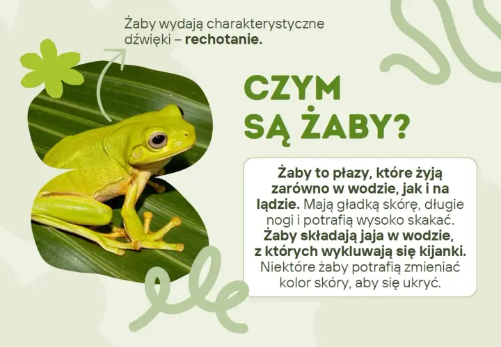 Zielona żaba na liściu, idealna na dzień żaby. Wydaje charakterystyczne dźwięki – rechotanie.