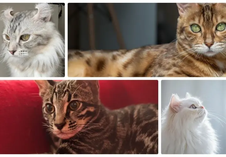 Cztery urocze koty: perski, bengalski, amerykański curl i pręgowany. Ile jest kotów na świecie? Tyle piękna!