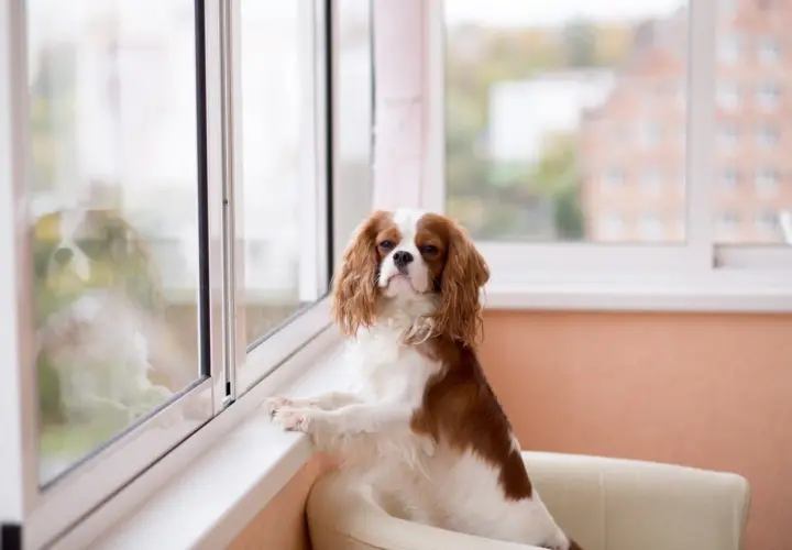 Uroczy piesek rasy Cavalier King Charles Spaniel, który czeka na swojego pana, siedząc na kanapie przy oknie w bloku.