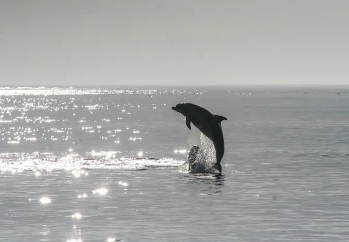 Delfin wyskakuje z wody na tle błyszczącego morza. To piękne morze czarne zwierzęta w akcji.
