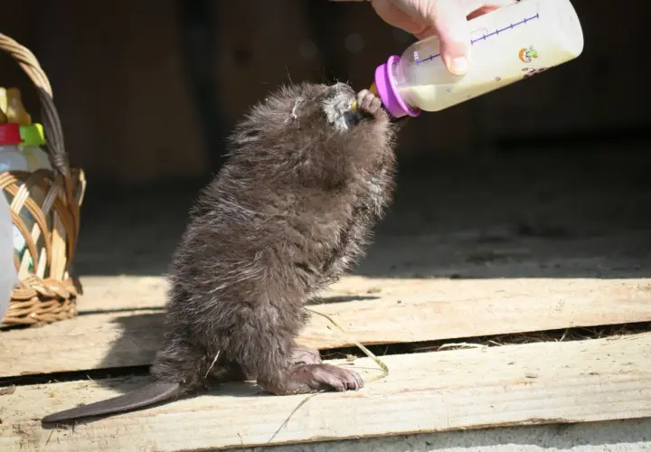 Młody bóbr pije mleko z butelki.