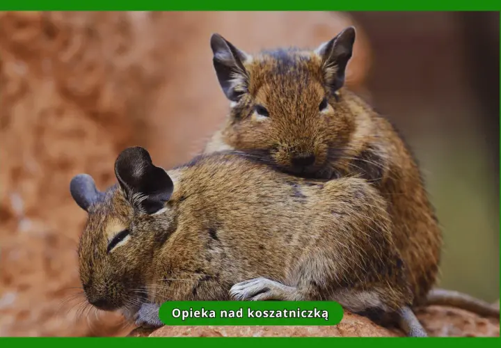 Dwie koszatniczki domowe przytulają się do siebie. Jedna z nich opiera głowę na grzbiecie drugiej, tworząc uroczy widok.
