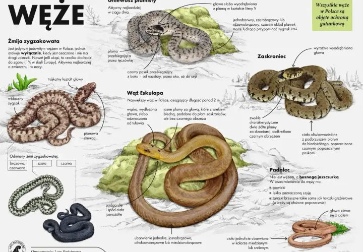 Ilustracje węży: zaskroniec, żmija zygzakowata, wąż Eskulapa i padalec.