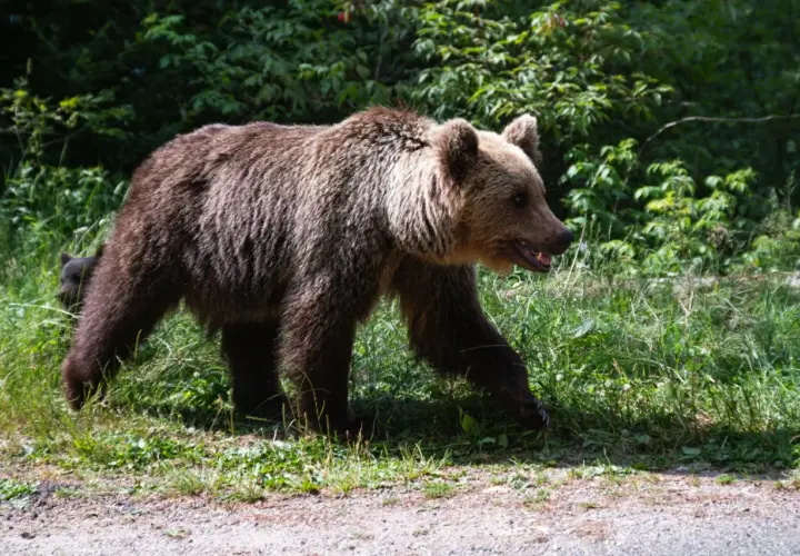 Dorosły niedźwiedź brunatny z młodym w tle, przemierzający polską dzicz.