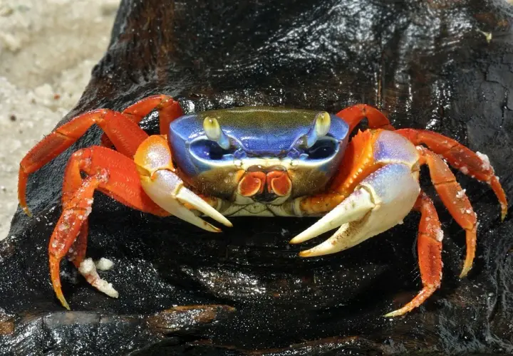 Krab tęczowy, znany z jaskrawych kolorów, wymaga specyficznych warunków do życia. Jego pancerz mieni się odcieniami niebieskiego, pomarańczowego i białego.
