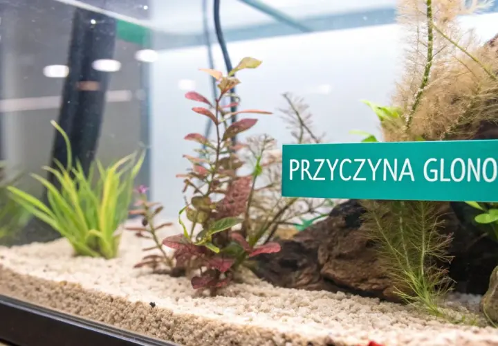 Zielona tabliczka "PRZYCZYNA GLONOW" w akwarium z roślinami. Czy światło w akwarium musi się palić cały czas?