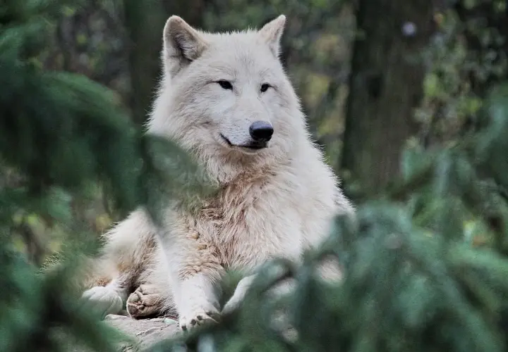 Biały, potężny wilk, być może największy wilk w Polsce, spogląda zza gałęzi iglaków.
