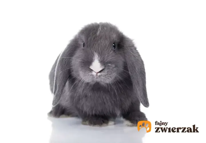 Szary królik teddy z opadającymi uszami i białym noskiem. Dowiedz się, ile żyje królik teddy, by zapewnić mu najlepszą opiekę.