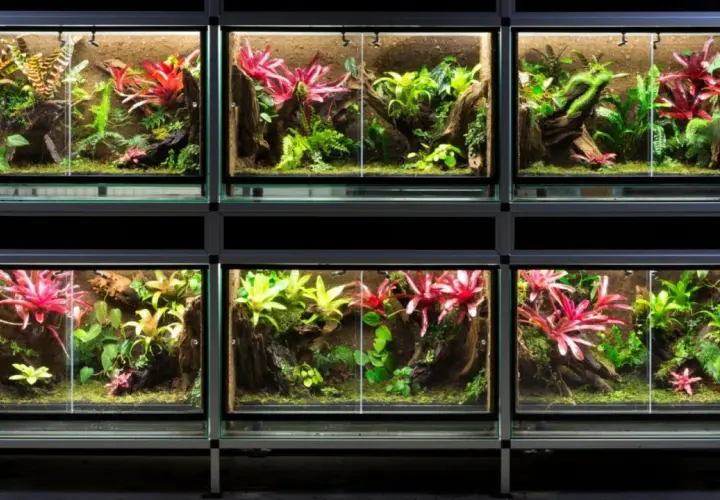Wiele terrariów z bujną roślinnością, idealnych do hodowli patyczaków. Kolorowe bromelie i paprocie tworzą miniaturowe dżungle.