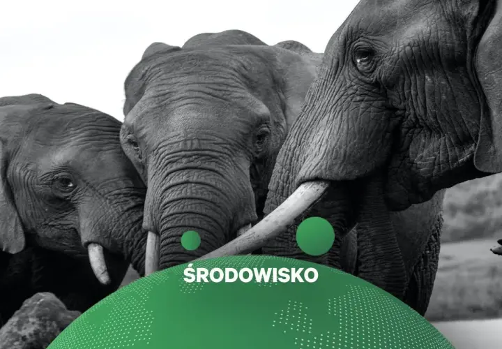 Trzy słonie w zbliżeniu. Zastanawiasz się, ile jest słoni na świecie? Dbajmy o ich środowisko.