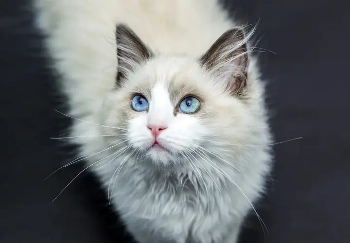 Uroczy kot rasy Ragdoll z niebieskimi oczami, idealny do poradnika "jak wychować kota".