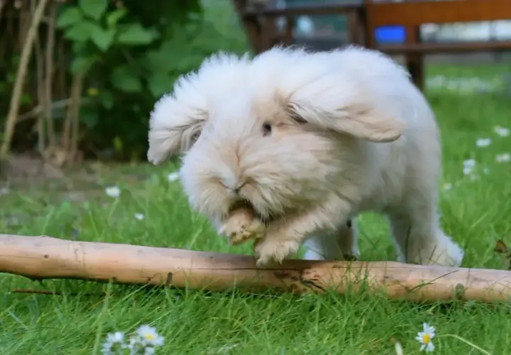 Puszysty królik teddy dorosły, z długimi uszami, skacze przez pień drzewa na trawie.