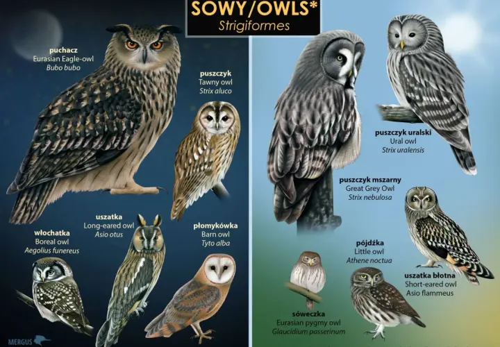 Ilustracja przedstawia różne gatunki sowy w Polsce: puchacza, uszatkę, płomykówkę, sóweczkę i inne.