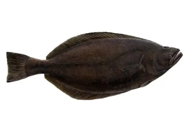 Halibut, ryba płaska, gdzie występuje? Najczęściej w zimnych wodach północnego Atlantyku i Pacyfiku.