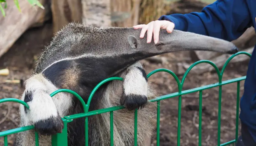 Mrównik, czyli mrówkojad, wyciąga pysk do ręki człowieka przez zielony płot.