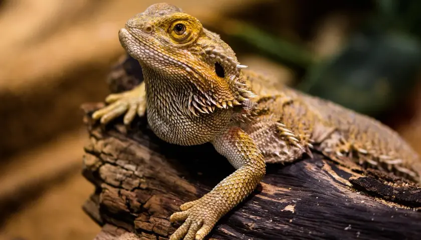 Agama brodata na pniu, ciekawa, ile żyją agamy brodate, bo ten osobnik wygląda na długowiecznego.