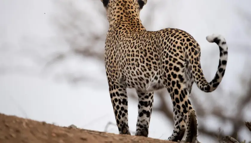 Piękny leopard zwierzę stoi na wzgórzu, obserwując otoczenie. Jego cętkowane futro doskonale wtapia się w krajobraz.