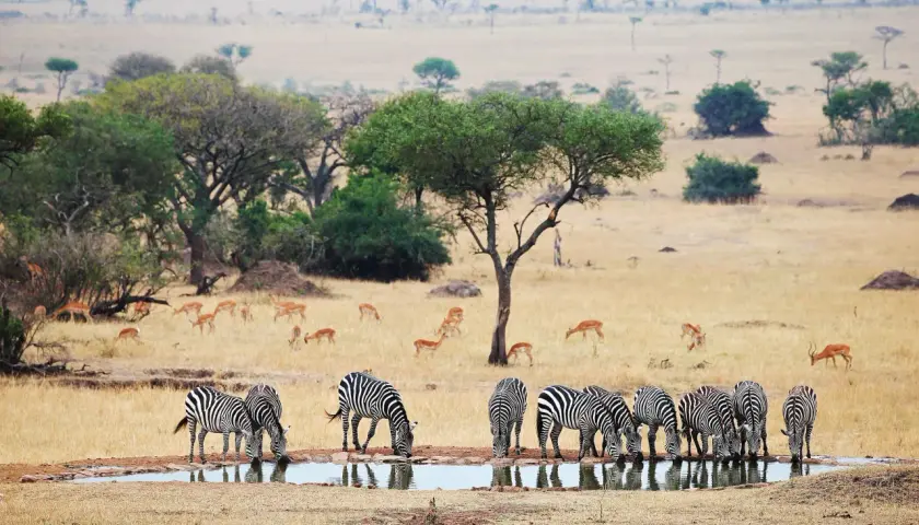 Stado zebr pije wodę na tle sawanny podczas tanzania safari. W oddali widać antylopy.