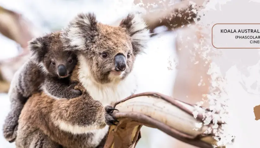 Koala australijski z dzieckiem na plecach, przytuleni do drzewa.