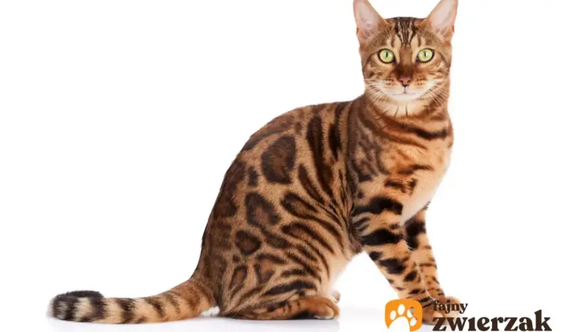 Elegancki bengal kot o zielonych oczach i cętkowanym futrze siedzi na białym tle.