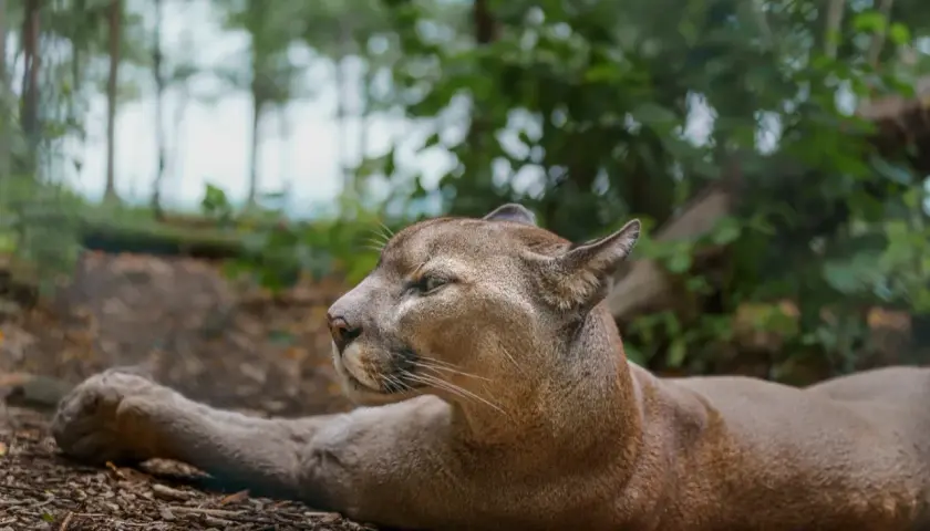 Puma leżąca na ziemi w lesie, z widokiem na profil.