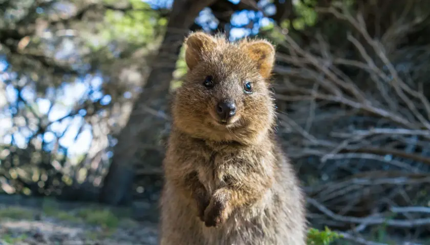 Uśmiechnięty quokka, znany jako najsłodsze zwierzę na świecie, siedzi w lesie, patrząc prosto w obiektyw.